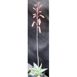 Aloe cv Snowstorm 2-inch pots