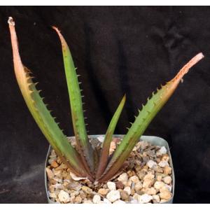 Aloe greatheadii var. davyana (verdoorniae) 5-inch pots