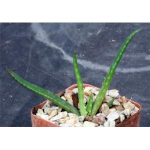 Aloe dawei 3-inch pots