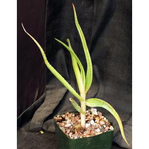 Aloe decurva 4-inch pots