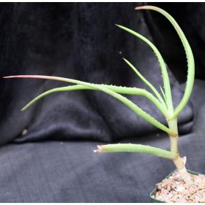 Aloe decurva 5-inch pots
