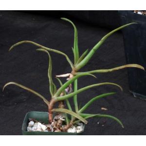Aloe delphinensis 4-inch pots