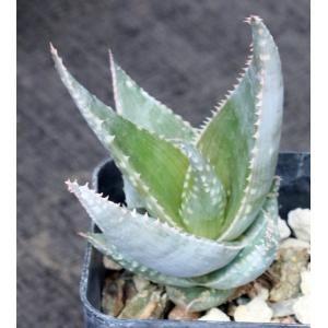 Aloe deltoideodonta var. brevifolia 2-inch pots