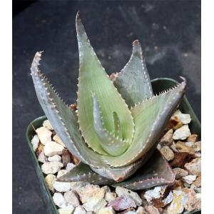 Aloe deltoideodonta var. brevifolia 4-inch pots