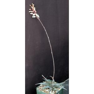 Aloe descoingsii x calcairophila 4-inch pots