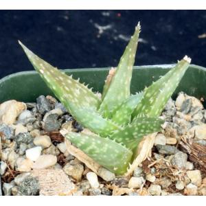 Aloe descoingsii ssp. augustina 2-inch pots