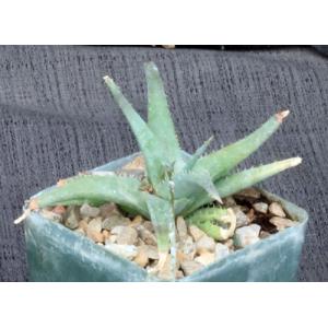 Aloe descoingsii x calcairophila 4-inch pots