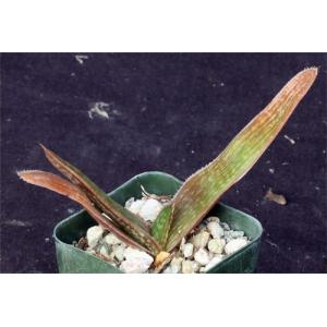 Aloe dewetii 2-inch pots