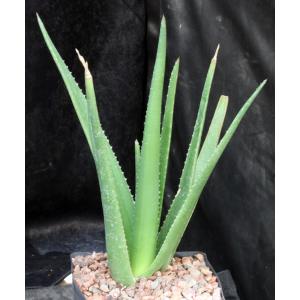 Aloe dhalensis one-gallon pots