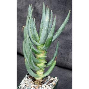 Aloe dichotoma 4-inch pots