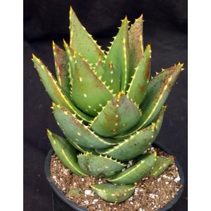 Aloe distans 2-gallon pots