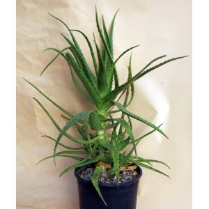 Aloe dorotheae 2-gallon pots