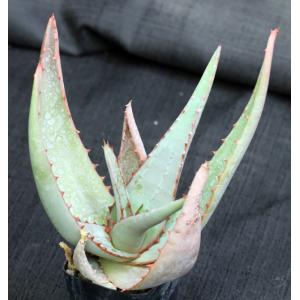 Aloe elegans 3-inch pots