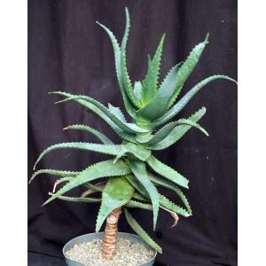 Aloe elgonica 10-inch pots
