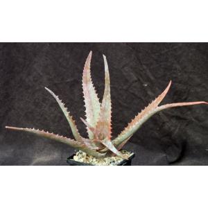 Aloe elgonica 5-inch pots