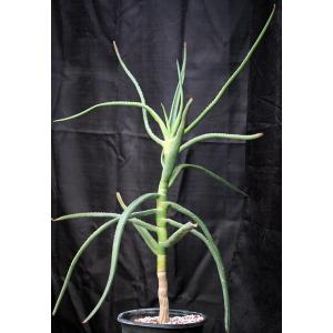 Aloe eminens 5-gallon pots