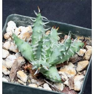 Aloe erinacea 3-inch pots