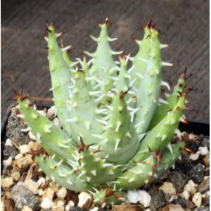 Aloe erinacea 5-inch pots
