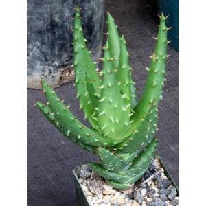 Aloe ferox x marlothii 4-inch pots