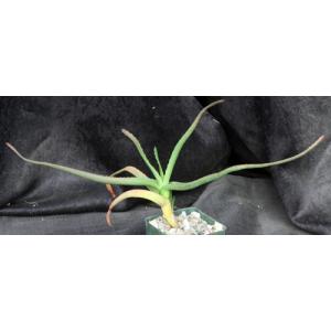 Aloe fievetii 4-inch pots