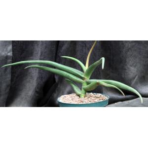 Aloe fleurentiniorum 8-inch pots