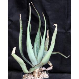 Aloe fosteri one-gallon pots