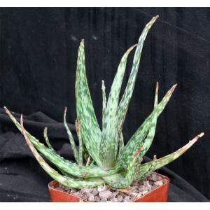Aloe fragilis 4-inch pots