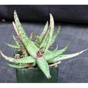 Aloe fragilis 4-inch pots