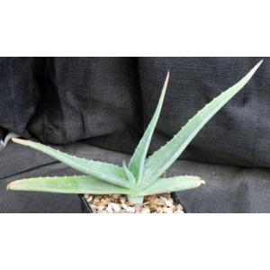 Aloe gilbertii 4-inch pots