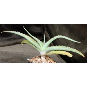 Aloe gilbertii 5-inch pots
