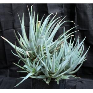 Aloe glauca 3-gallon pots