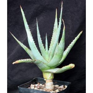 Aloe glauca one-gallon pots