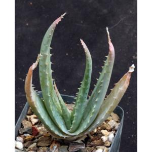 Aloe globuligemma 4-inch pots