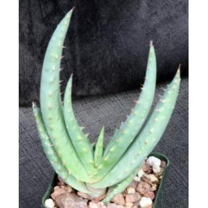 Aloe globuligemma 4-inch pots