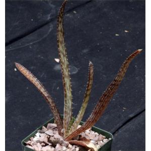 Aloe grandidentata (red) 4-inch pots