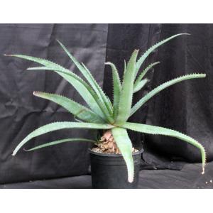 Aloe greatheadii var. davyana (verdoorniae) 2-gallon pots