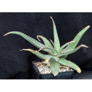 Aloe greatheadii var. greatheadii one-gallon pots