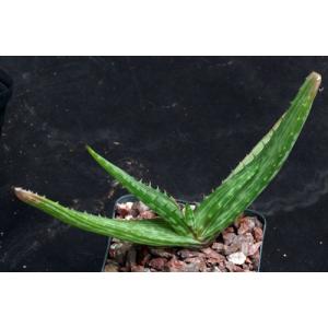 Aloe greenii 4-inch pots