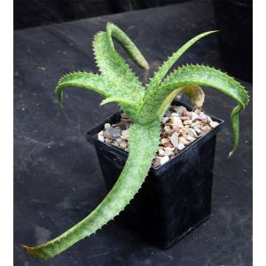 Aloe greenii 5-inch pots