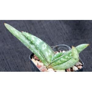 Aloe grisea 2-inch pots