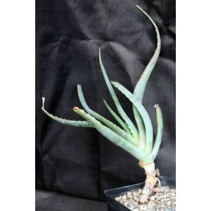 Aloe hardyi one-gallon pots