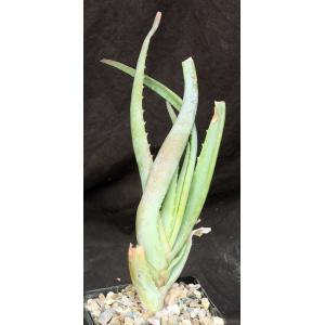 Aloe hardyi 5-inch pots