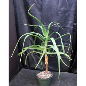 Aloe helenae 10-inch pots