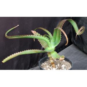 Aloe helenae 5-inch pots