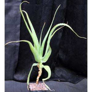 Aloe helenae 5-inch pots