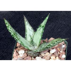 Aloe hemmingii 4-inch pots