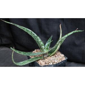 Aloe hemmingii one-gallon pots