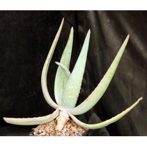 Aloe hereroensis 5-inch pots