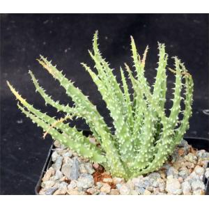 Aloe humilis ‘Special Clone‘ 5-inch pots