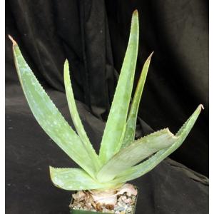 Aloe ikiorum 4-inch pots